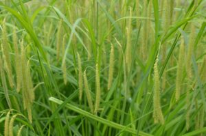 Carex crinita (Fringed Sedge)