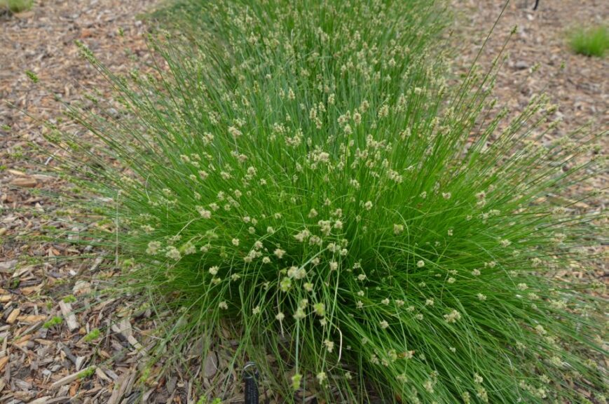Carex leavenworthii (Leavenworth’s Sedge)