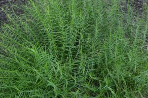 Carex muskingumensis ‘Little Midge’ (Little Midge Muskingum Sedge)
