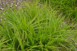 Carex muskingumensis ‘Oehme’ (Oehme Muskingum Sedge)