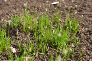 Carex pensylvanica (Pennsylvania Sedge)