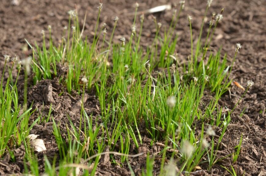 Carex pensylvanica (Pennsylvania Sedge)