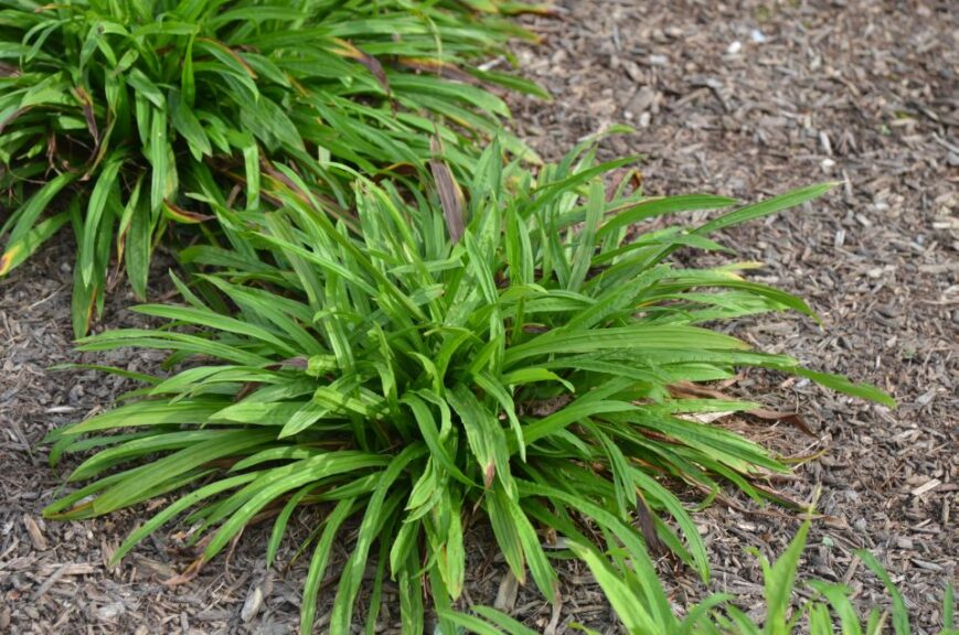 Carex plantaginea (Plantain-leaf Sedge)