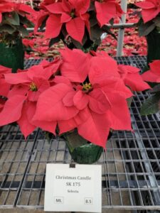 Christmas Candle (Selecta One)