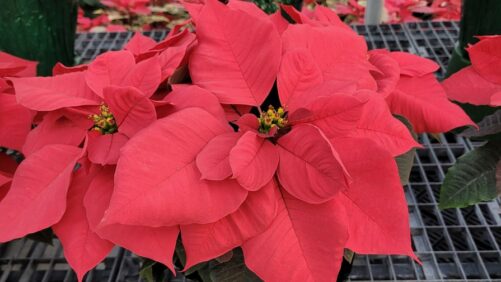 Winners From 2022 Poinsettia Trials at N.G. Heimos Greenhouses
