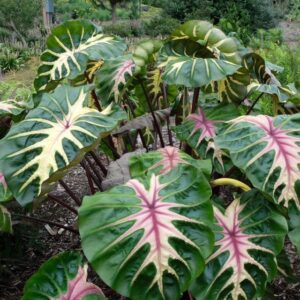 Annual (tie): Colocasia esculenta ‘Royal Hawaiian Waikiki’ (PlantHaven International)