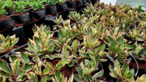 How Danziger Aims to Set a New Standard for Foliage Production