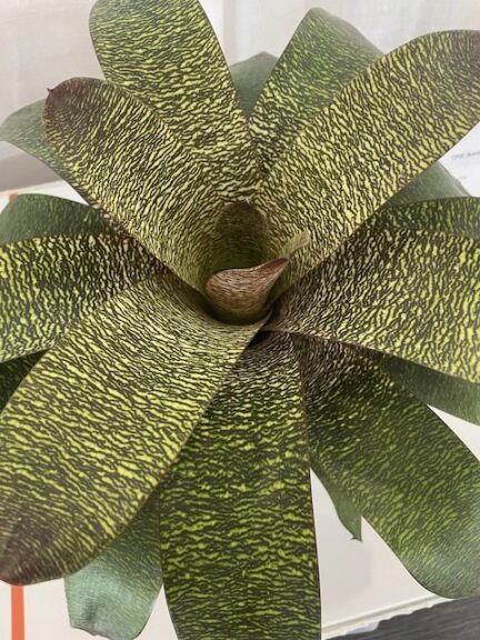 Vriesea 8322 Bromeliad	(Deroose Plants, Inc., Apopka, FL)