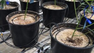 A Step-by-Step Guide to Efficient Greenhouse Irrigation