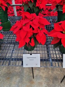 FabYULEous (Dümmen Orange)