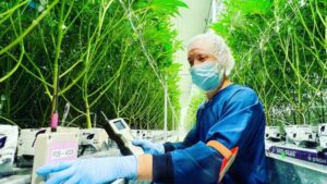 How Growers Benefit From a Cannabis-Specific Approach to Crop Steering