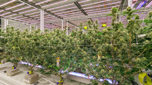 Why Under-Canopy Lighting Can Be the Best Bang for Your Buck