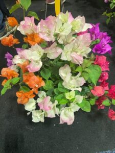Multi-Color Combo of Bougainvillea in Hanging Baskets (O.F. Nelson & Family Nursery, Inc., Winter Garden FL)