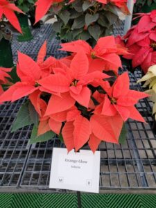 Orange Glow (Selecta One)