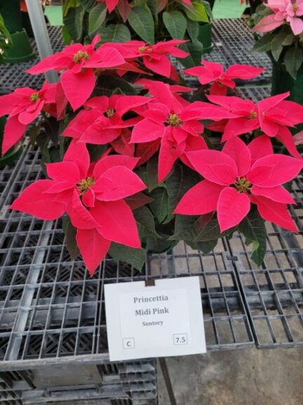 Princettia Midi Pink (Suntory Flowers)