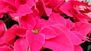 Favorite Poinsettias From Mitchell’s Nursery and Greenhouse 2022 Trials