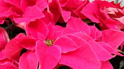 Favorite Poinsettias From Mitchell’s Nursery and Greenhouse 2022 Trials