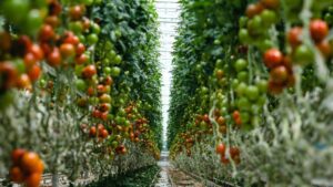 Mitigating Costs of Growing Tomatoes in a Greenhouse