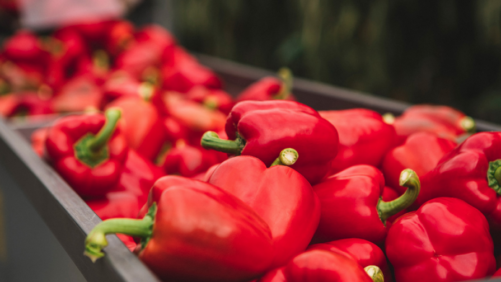 Pure Flavor Acquires 25-Acre Bell Pepper Greenhouse DeTemporada Farms