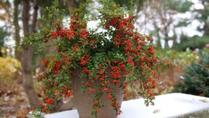 Trees and Shrubs to Boost Your Unique Holiday Offerings