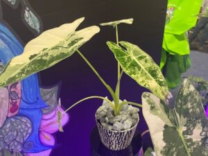 Alocasia ‘Frydek Variegata’ (R & D Nurseries, Inc., Umatilla, FL)