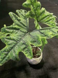 Alocasia Jacklyn (R & D Nurseries, Inc.)