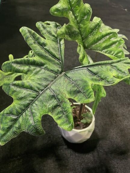 Alocasia Jacklyn (R & D Nurseries, Inc.)