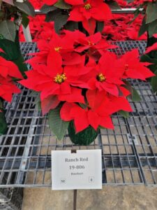 Ranch Red Steve (Rinehart)