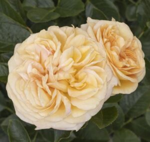 Flowering Shrub: Rose ‘Eau De Parfum Bubbly’ (Monrovia Plants)