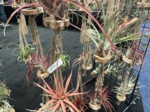 New Macramé Hanging Tillandsia (Russell’s Bromeliads, Clermont, FL)