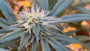 Cannabis Crop Steering: Buzzword or Bona Fide Growing Technique?