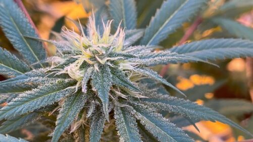 Cannabis Crop Steering: Buzzword or Bona Fide Growing Technique?