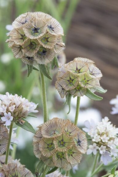 Annual (tie): Starflower ‘Paper Moon’ (Sahin/Takii)