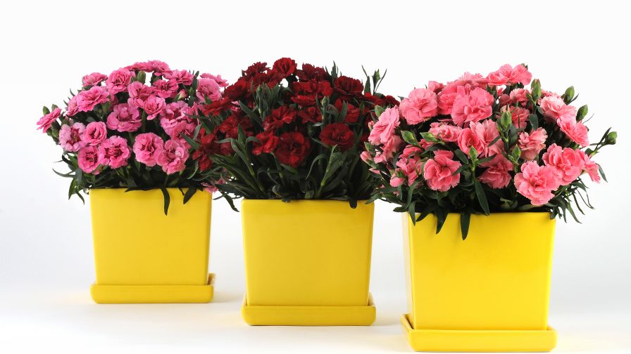 Dianthus Rescue Rovers Dianthus Growers Have a New Resource for Sourcing Varieties ...
