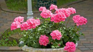 Syngenta Flowers Plant Innovator Josef Fischer Is Retiring