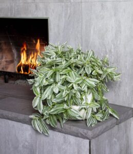 Houseplant: Tradescantia ‘Pistachio White’ (Green Fuse Botanicals)