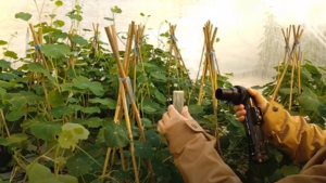 Video of the Week: Detecting Mites and Thrips Through Plant Washing