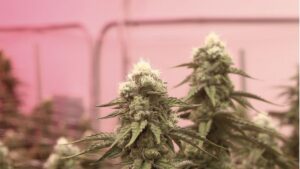 How Photobleaching Can Ruin Your Cannabis Crop