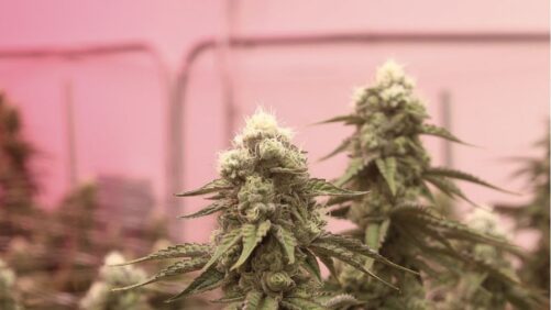 How Photobleaching Can Ruin Your Cannabis Crop