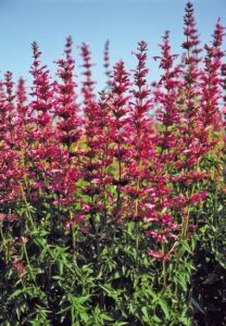 Agastache mexicana 'Sangria' (Jelitto Perennial Seeds)