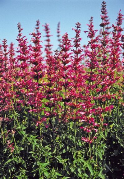 Agastache mexicana 'Sangria' (Jelitto Perennial Seeds)