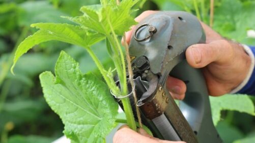 New Ag Tech Partnership Aims to Help Growers Tackle Waste and Labor Issues