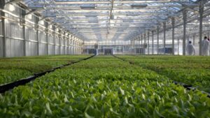 Amazon Enters Greenhouse Leafy Greens Space Through Partnership