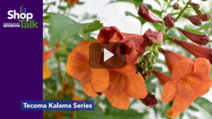 Video of the Week: What to Expect From Ball Ingenuity at California Spring Trials 2023