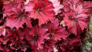 Looking for Viva Magenta Varieties? Try These on for Size