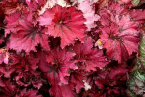 Begonia 'Nautilus Ruby' (Terra Nova Nurseries)