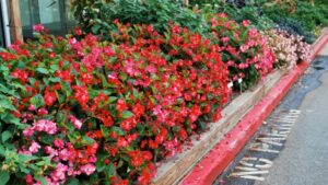 Learn Tips on Selecting the Right Begonias and Growing and Landscaping