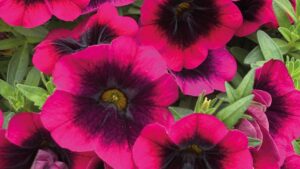 In Case You Missed Them: The Top Stories on GreenhouseGrower.com in February