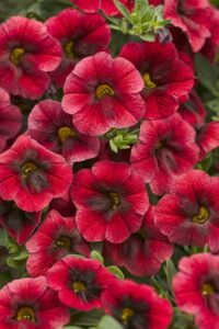 Calibrachoa 'Superbells Pomegranate Punch' (Proven Winners)