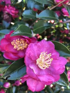 Camellia saanqua 'Green 98-009 October Magic Rose' (Plants Nouveau)